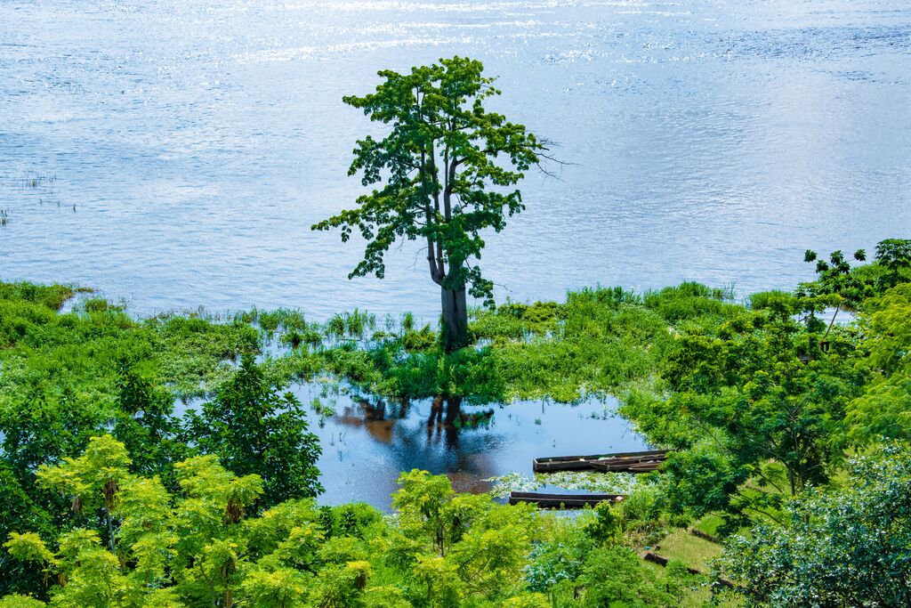 Congo DRC Rainforrest 
